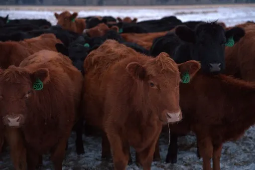 Hormone-free, pasture-raised beef local delivery in Orange County