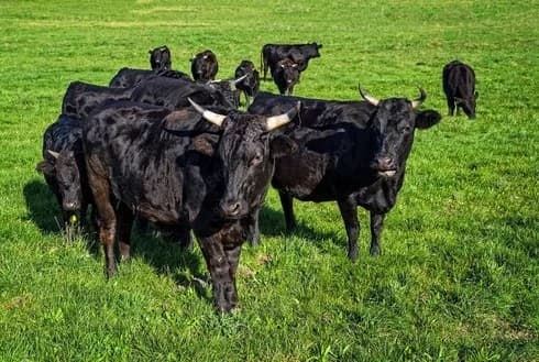 Pasture raised Wagyu Irvine - grass fed and delivered locally