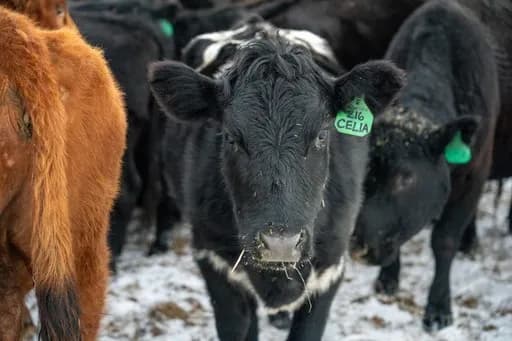 Regenerative Angus beef Huntington Beach - grass fed and hormone free