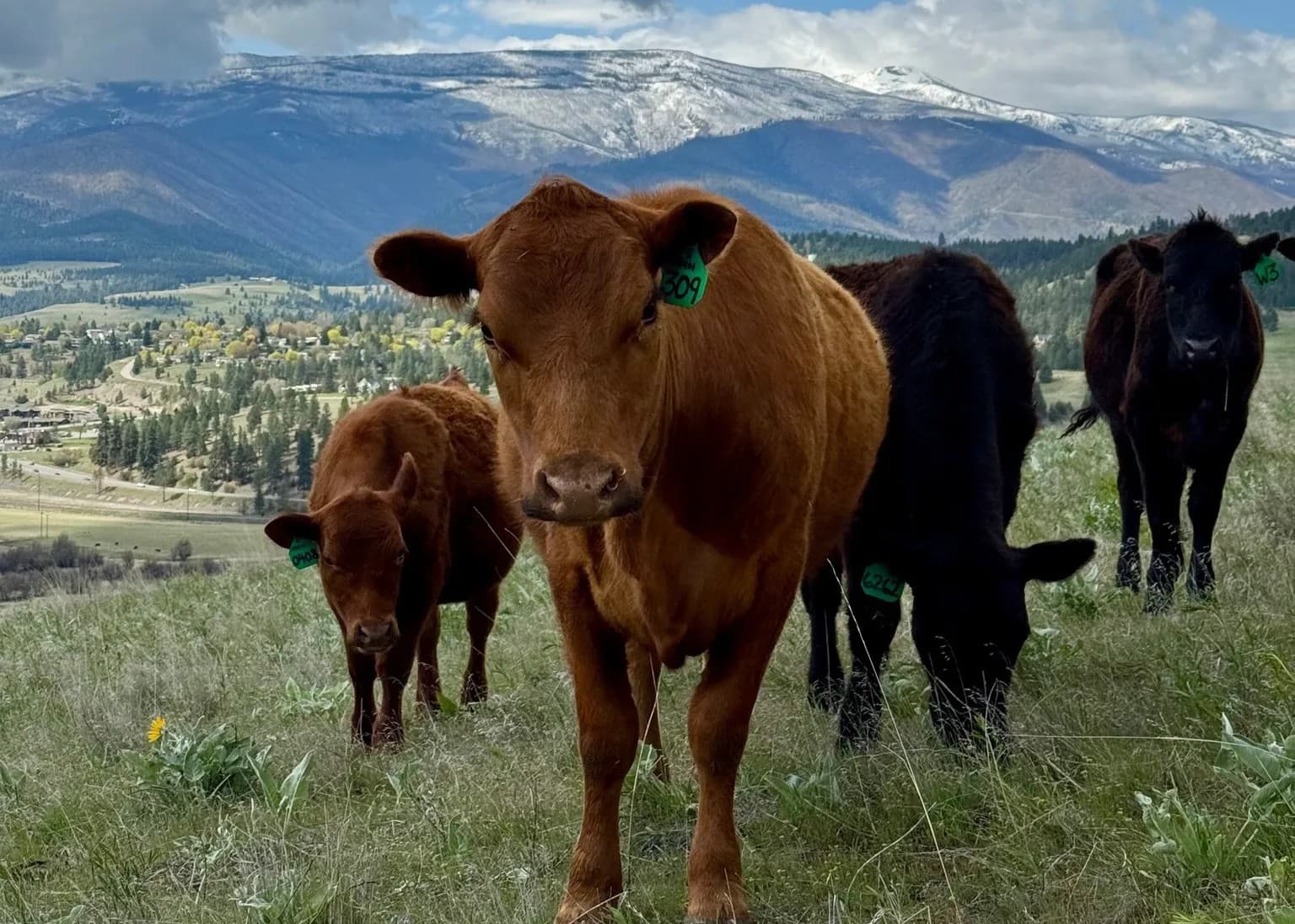 Pasture-raised Wagyu, Angus, and Bison delivered in Orange County.